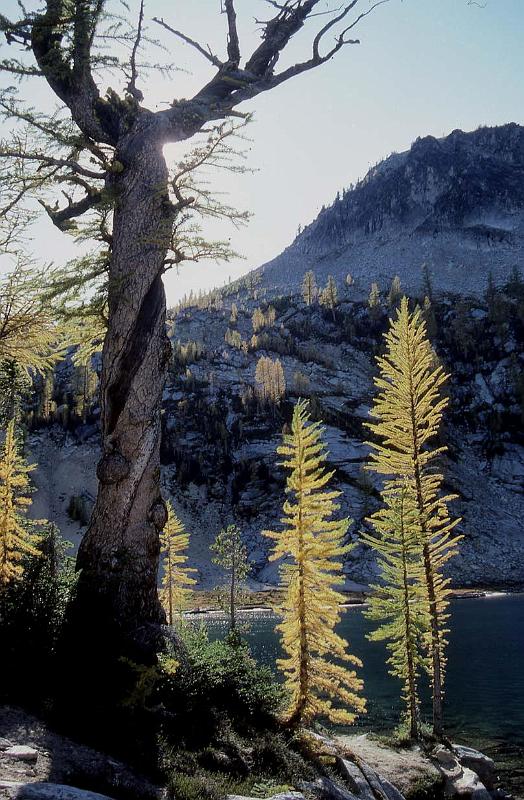 Larches Entiat Mtns 2.jpg